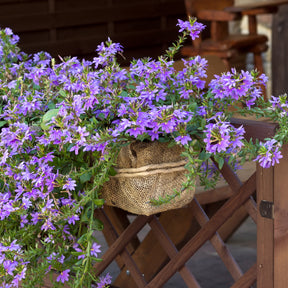 Scaevola violet - Scaevola purple - Willemse