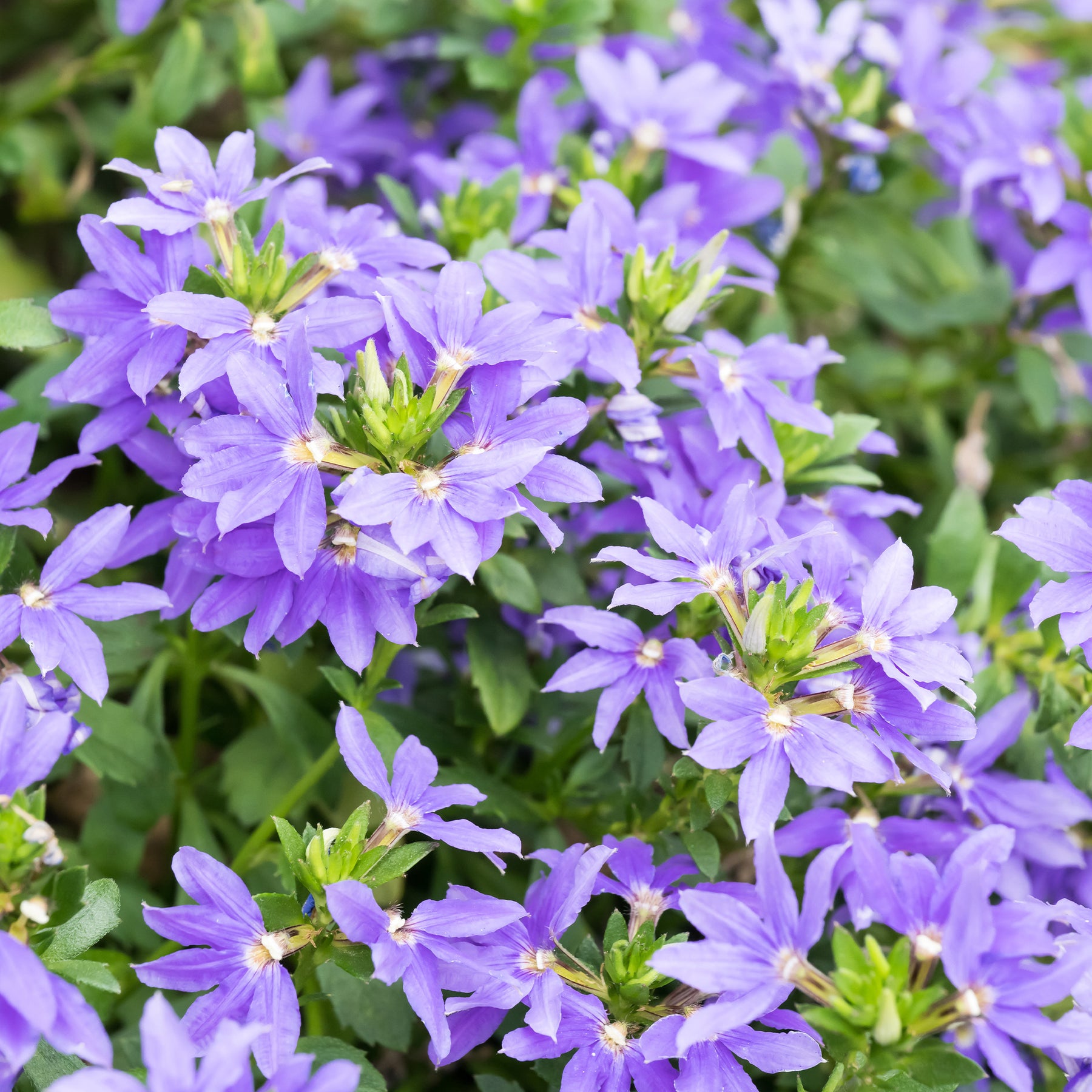 Scaevola purple - Scaevola violet - Balcon et terrasse