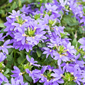 Scaevola purple - Scaevola violet - Balcon et terrasse