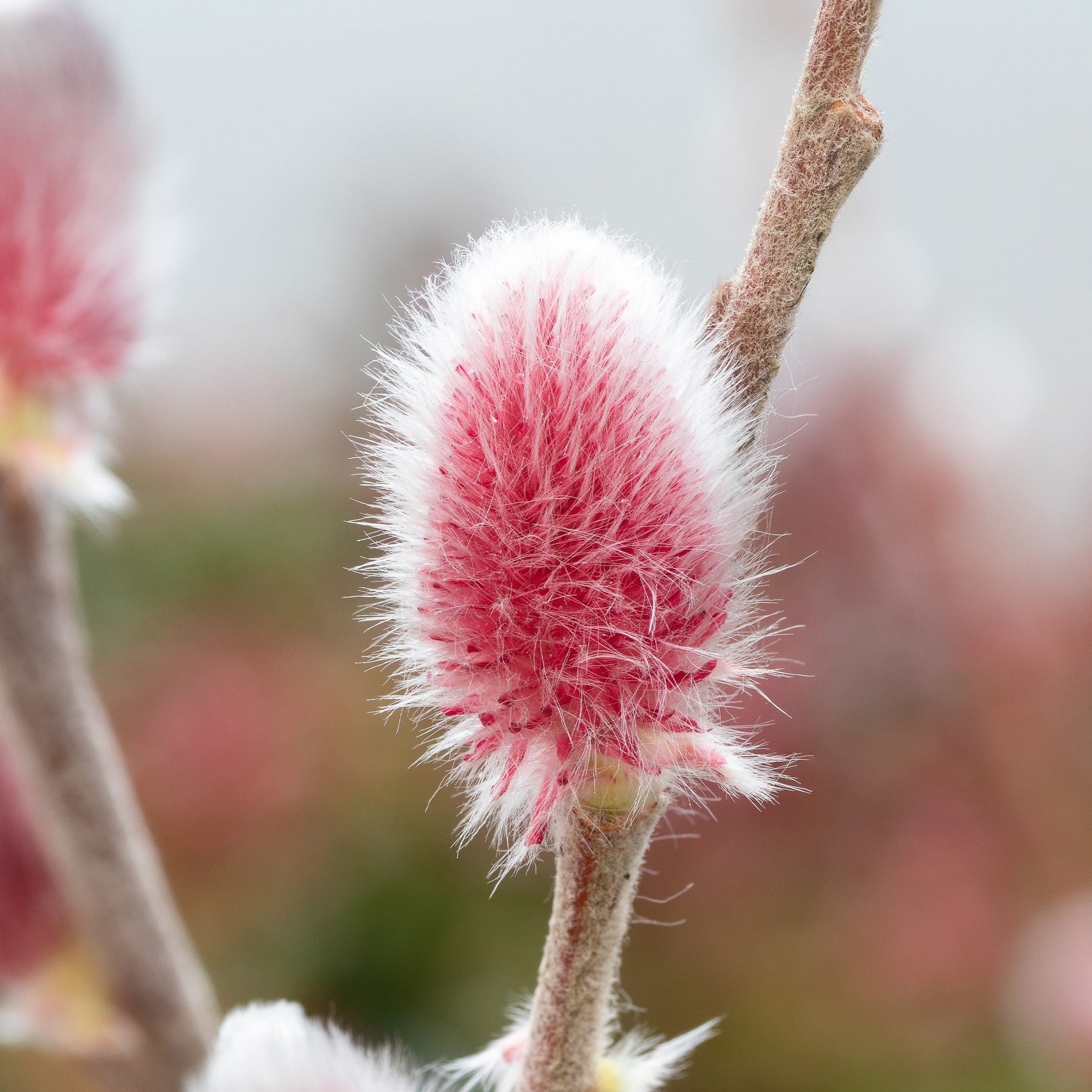 Salix  gracilistyla 'mount aso' tige 40 - Saule à chatons roses sur tige - Saule