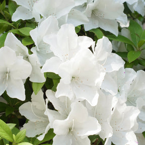 Azalée du Japon Encore White Julia - Rhododendron Encore White Julia  - Willemse