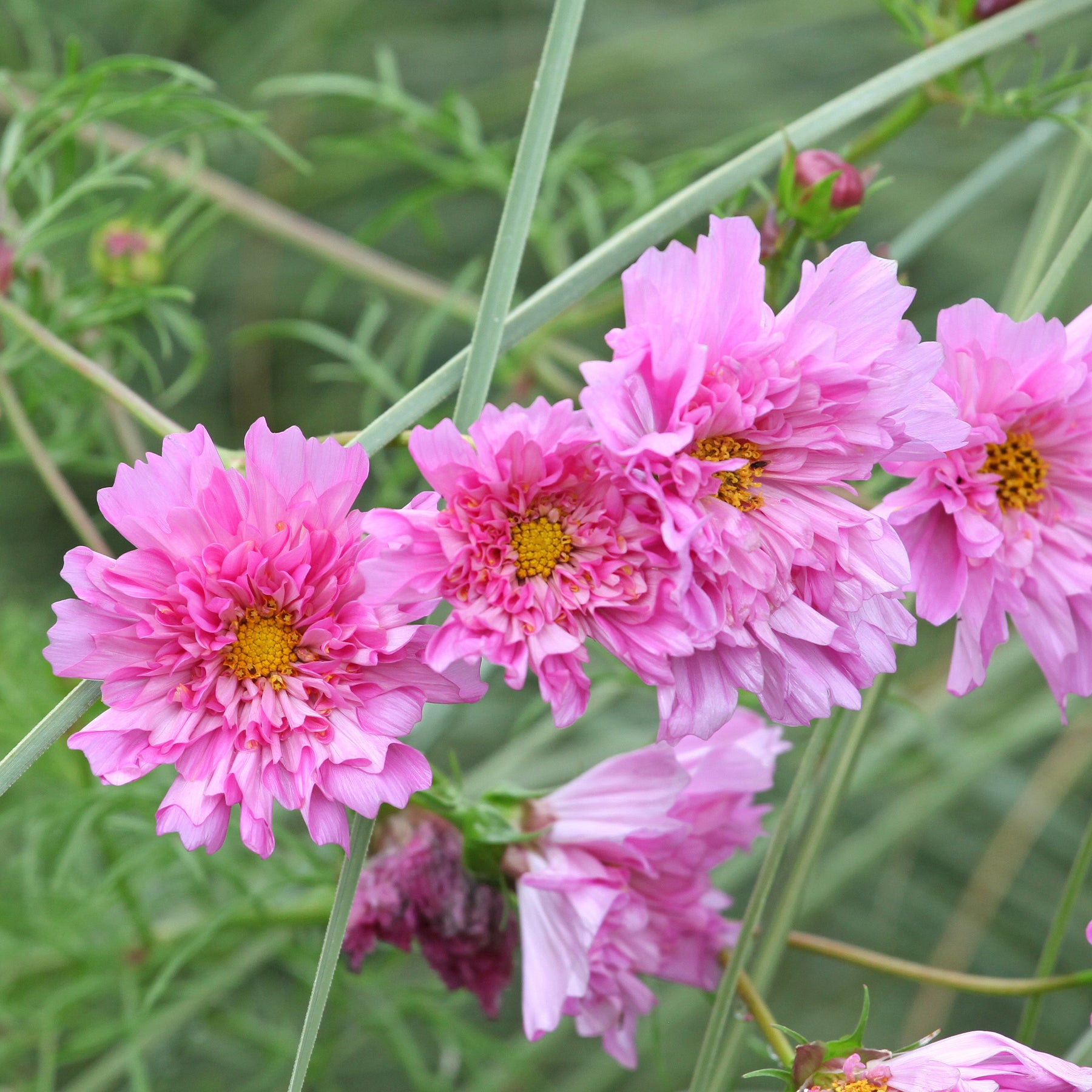 Cosmos bipinnatus 'Double Dutch Rose' - Cosmos double rose - Graines de fleurs