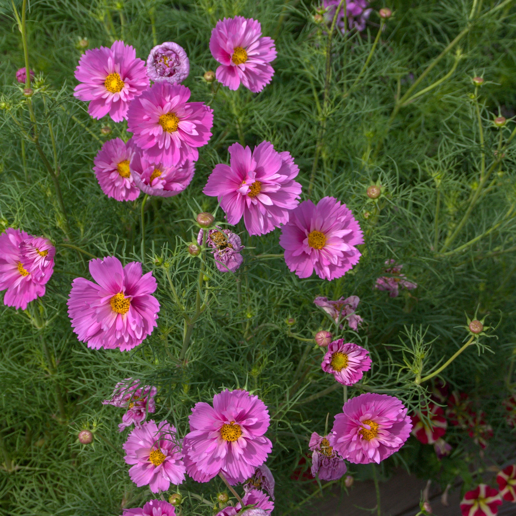 Cosmos double rose - Cosmos bipinnatus 'Double Dutch Rose' - Willemse