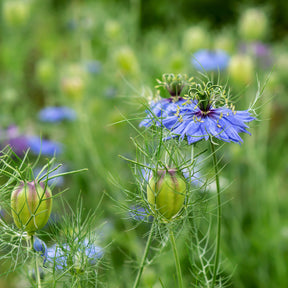 Nigella papillosa (hispanica) - Nigelle d’Espagne 'Midnight' - Nigelle