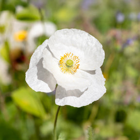 Papaver rhoeas 'Bridal Silk' - Coquelicot Bridal Silk - Coquelicots et Pavots