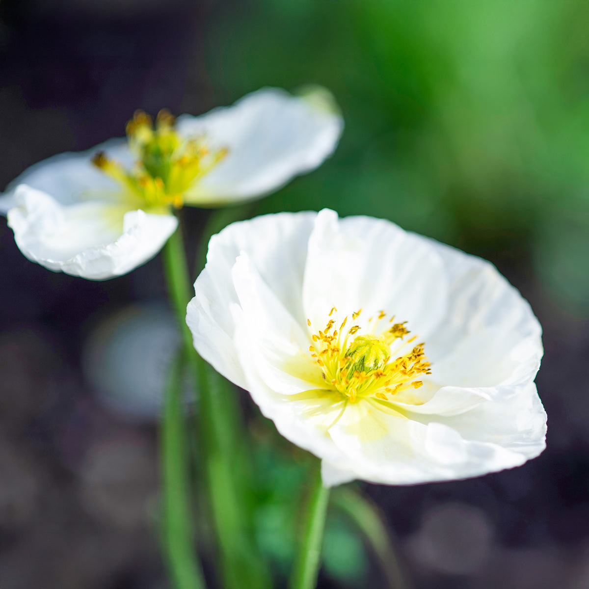 Coquelicot Bridal Silk - Papaver rhoeas 'Bridal Silk' - Willemse
