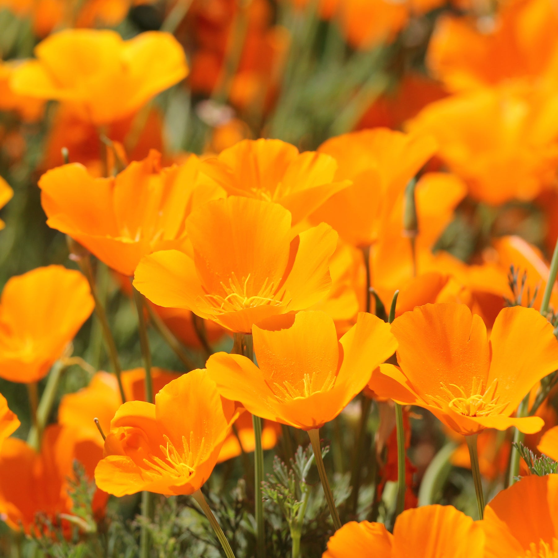 Eschscholzia californica 'Aurantiaca' - Pavot de californie  'Aurantiaca' - Coquelicots et Pavots