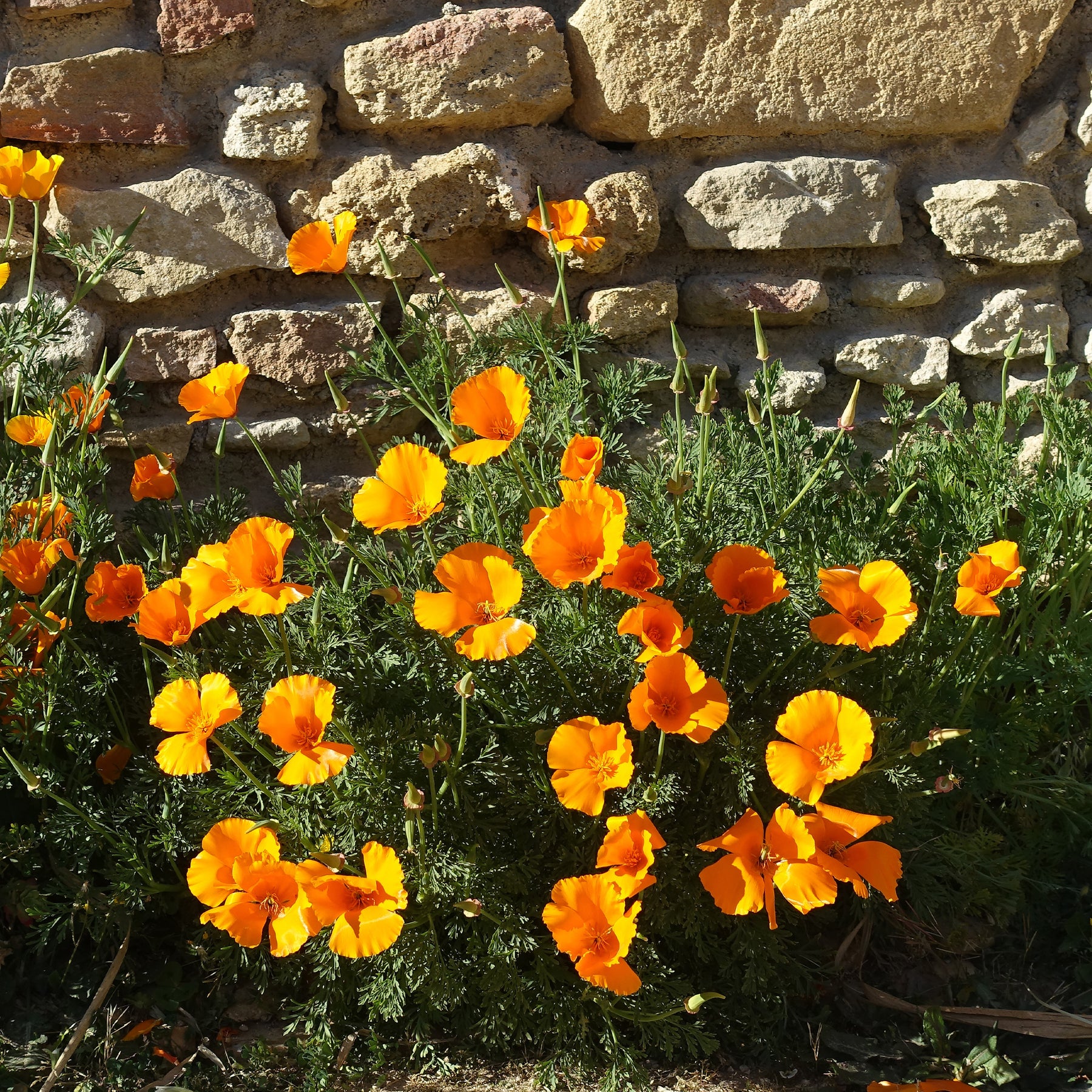 Pavot de californie  'Aurantiaca' - Eschscholzia californica 'Aurantiaca' - Willemse