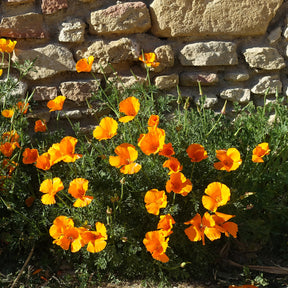 Pavot de californie  'Aurantiaca' - Eschscholzia californica 'Aurantiaca' - Willemse