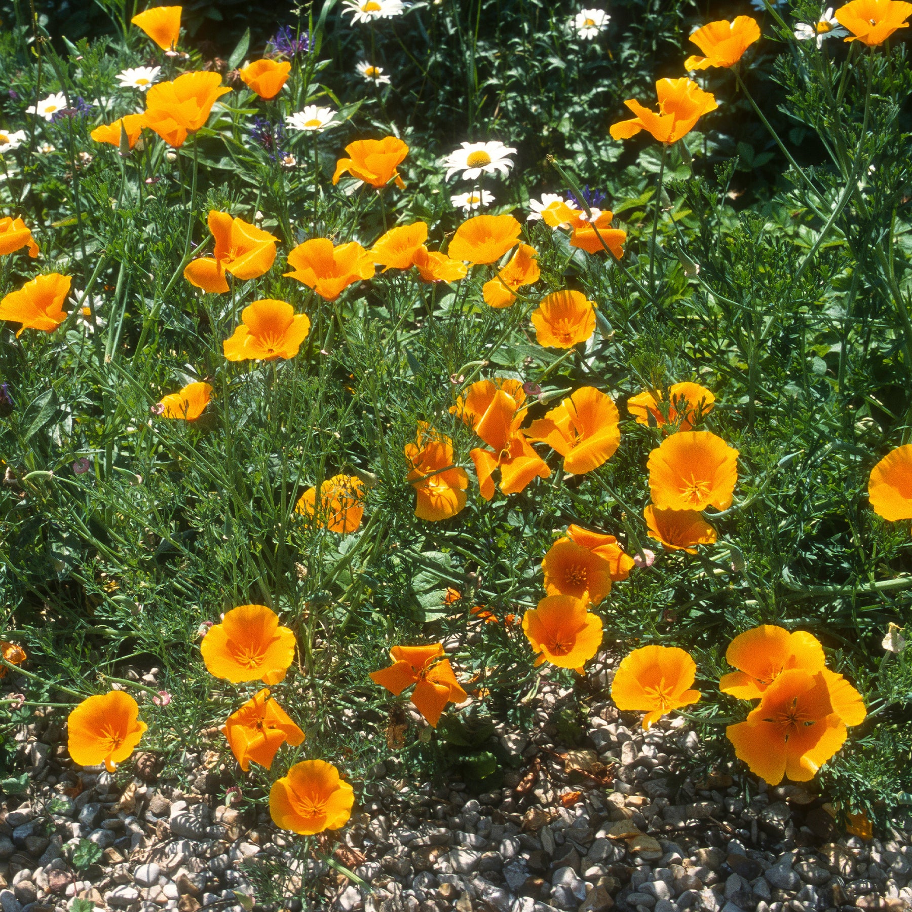 Coquelicots et Pavots - Pavot de californie  'Aurantiaca' - Eschscholzia californica 'Aurantiaca'