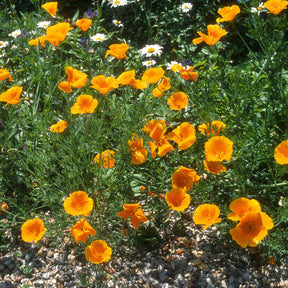 Coquelicots et Pavots - Pavot de californie  'Aurantiaca' - Eschscholzia californica 'Aurantiaca'