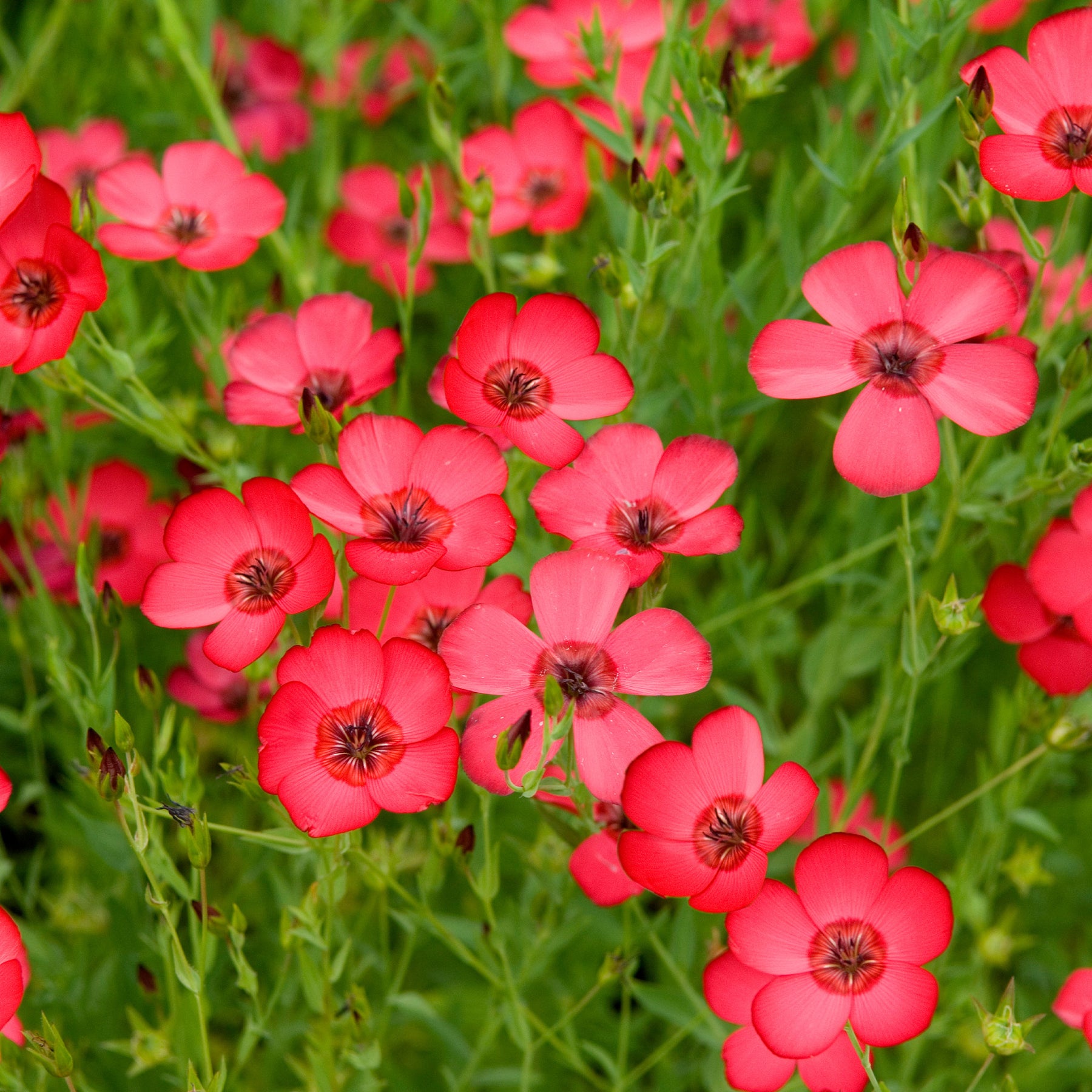 Graines de fleurs - Lin annuel rouge - Linum grandiflorum 'Rubrum'