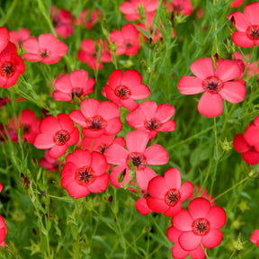 Graines de fleurs - Lin annuel rouge - Linum grandiflorum 'Rubrum'