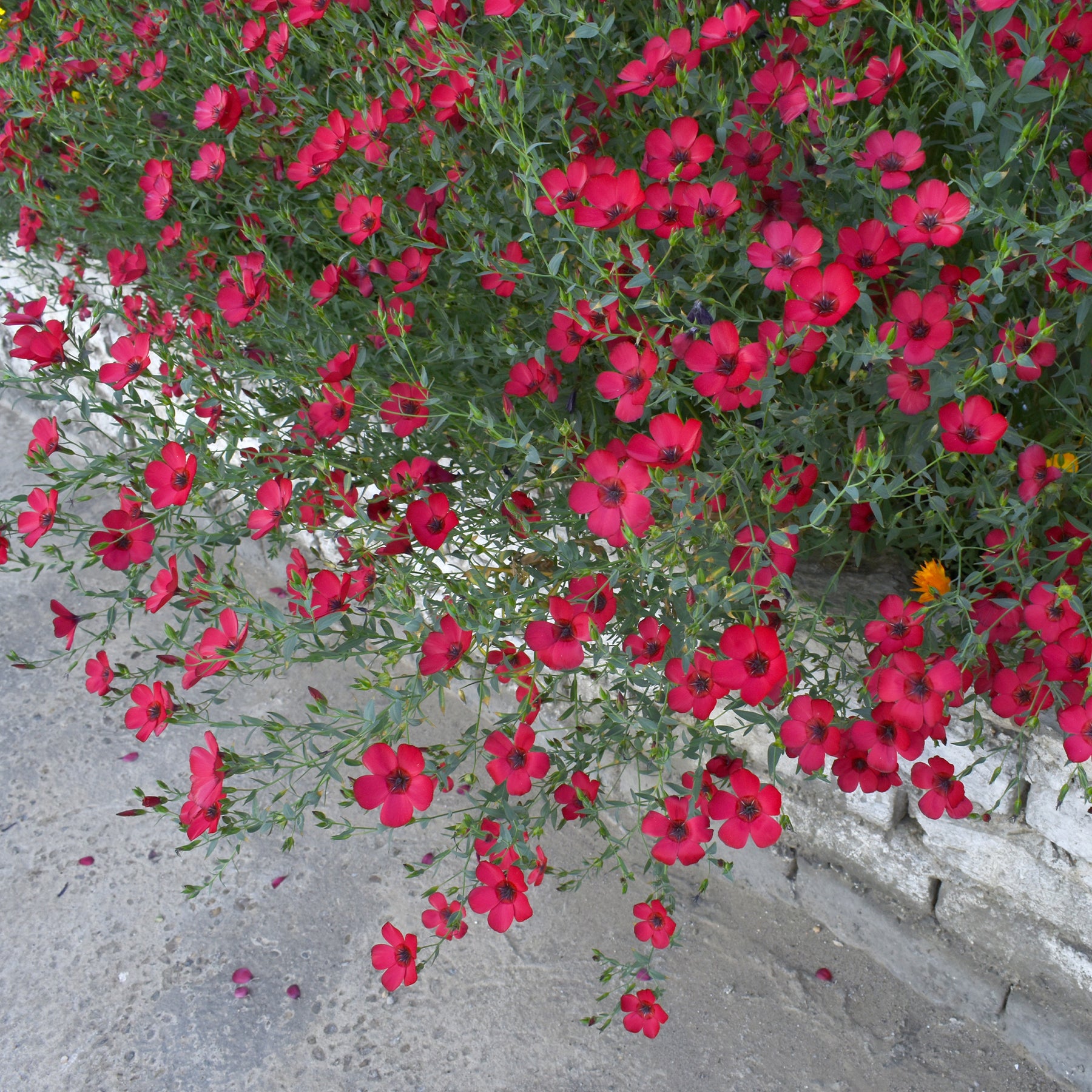 Linum grandiflorum 'Rubrum' - Lin annuel rouge - Graines de fleurs