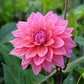 Dahlia Feline Yvonne - Willemse