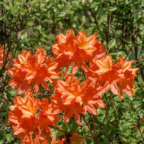 Azalée de Chine Glowing Embers - Willemse