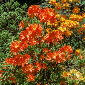 Rhododendron (Azalea) mollis Glowing Embers  - Azalée de Chine Glowing Embers - Azalées