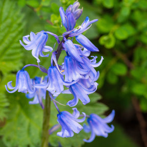 Scilla campanulata blue - Jacinthe des bois bleue - Scille