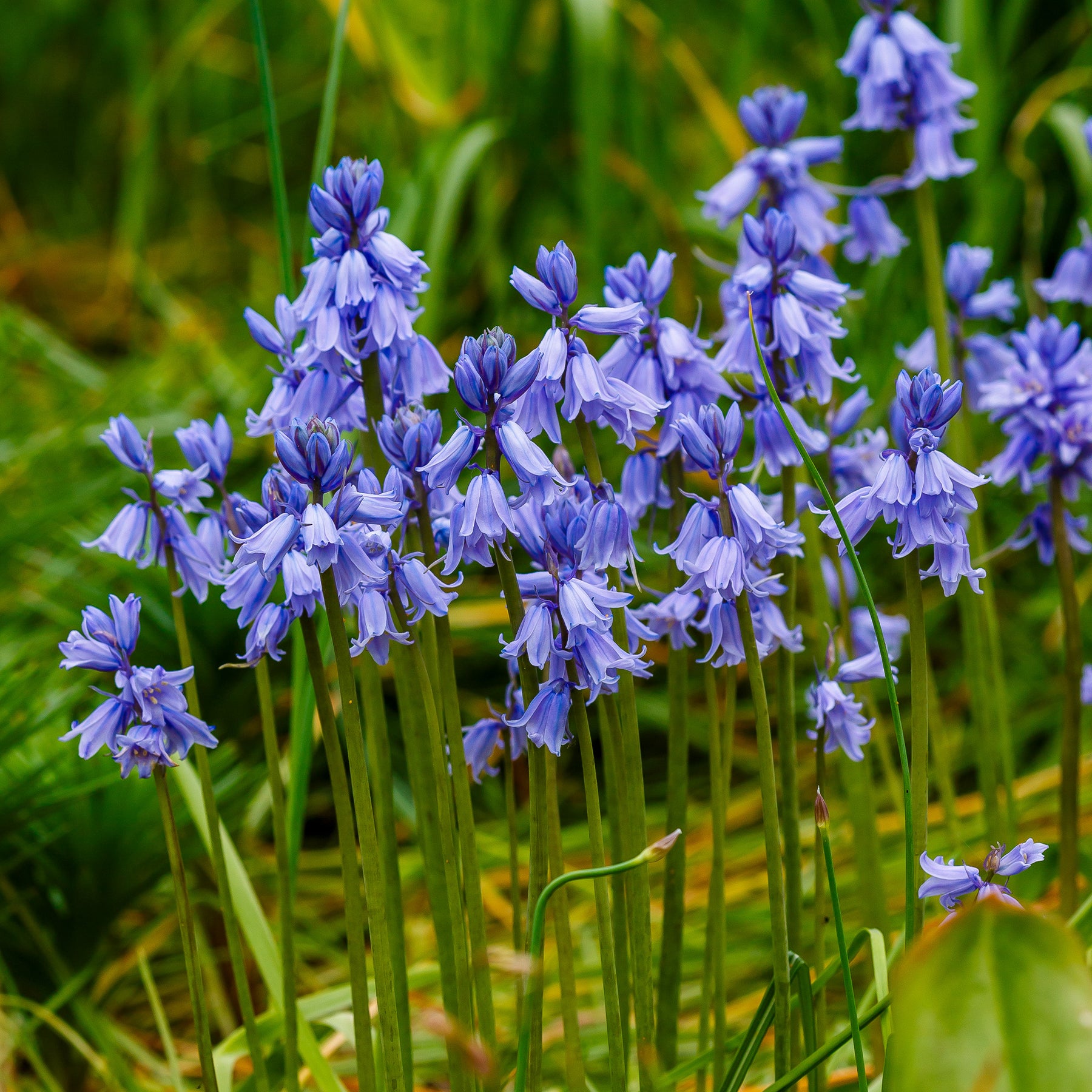 Jacinthe des bois bleue - Scilla campanulata blue - Willemse