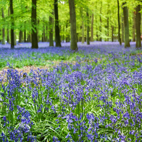 Scille - Jacinthe des bois bleue - Scilla campanulata blue