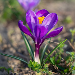 15 Crocus Flower Record - Willemse