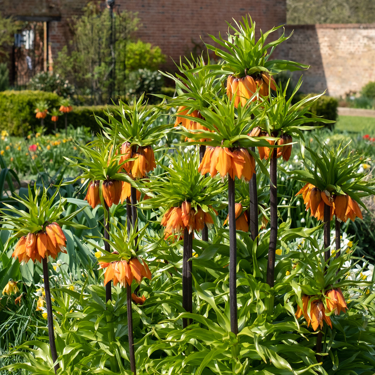 Couronne impériale orange
