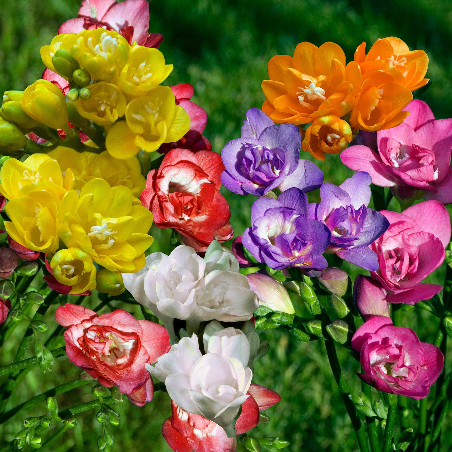 Freesia - 25 Freesias à fleurs doubles en mélange - Freesia