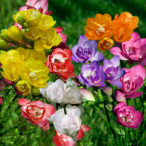 Freesia - 25 Freesias à fleurs doubles en mélange - Freesia