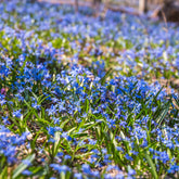 Scille de Sibérie - Scilla - Willemse