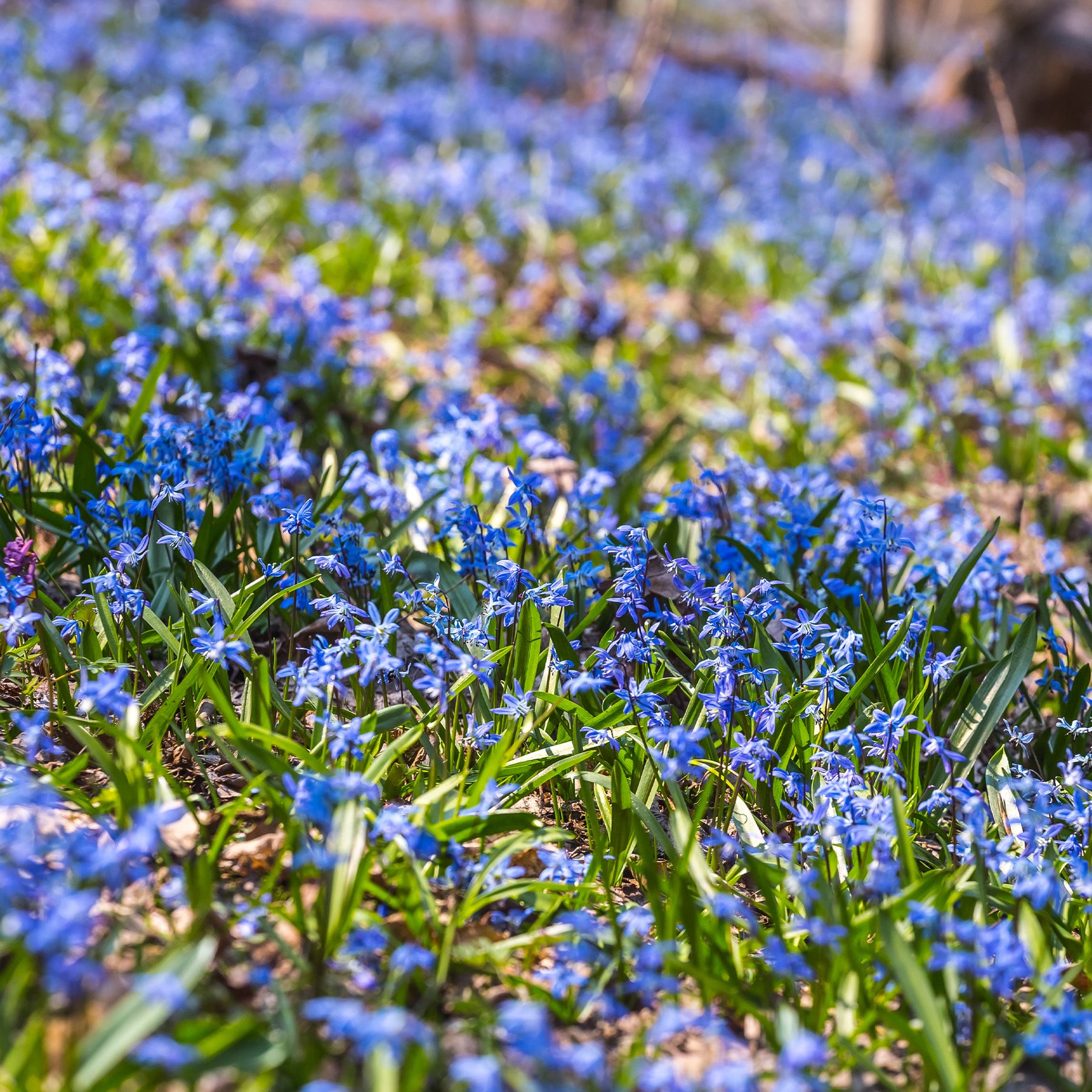 Scille de Sibérie - Scilla - Willemse