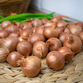 Echalote rouge Red sun - Willemse