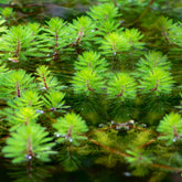 Myriophyllum Red Stem - Willemse