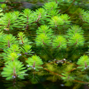 Myriophyllum Red Stem - Willemse