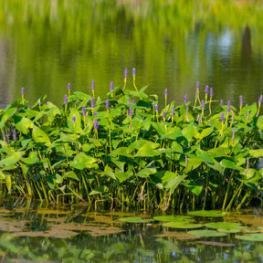 Pontederia cordata - Pontédérie à feuilles en coeur - Pontédérie