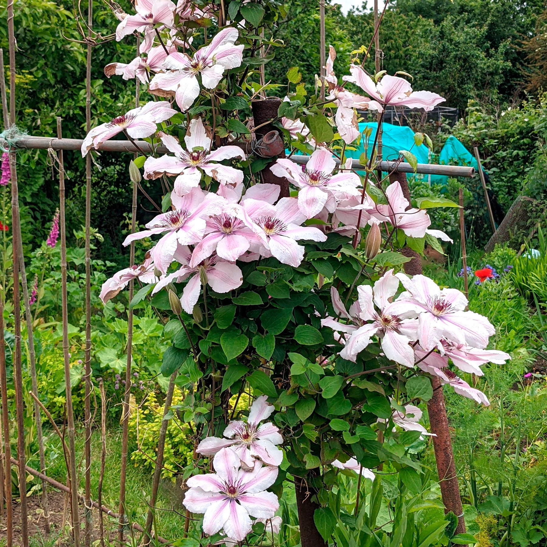 Clématites - Clématite Nelly Moser - Clematis 'nelly moser'