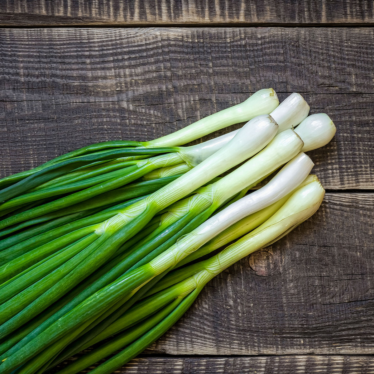 Oignon Blanc de Lisbonne - Allium cepa lisboa - Willemse
