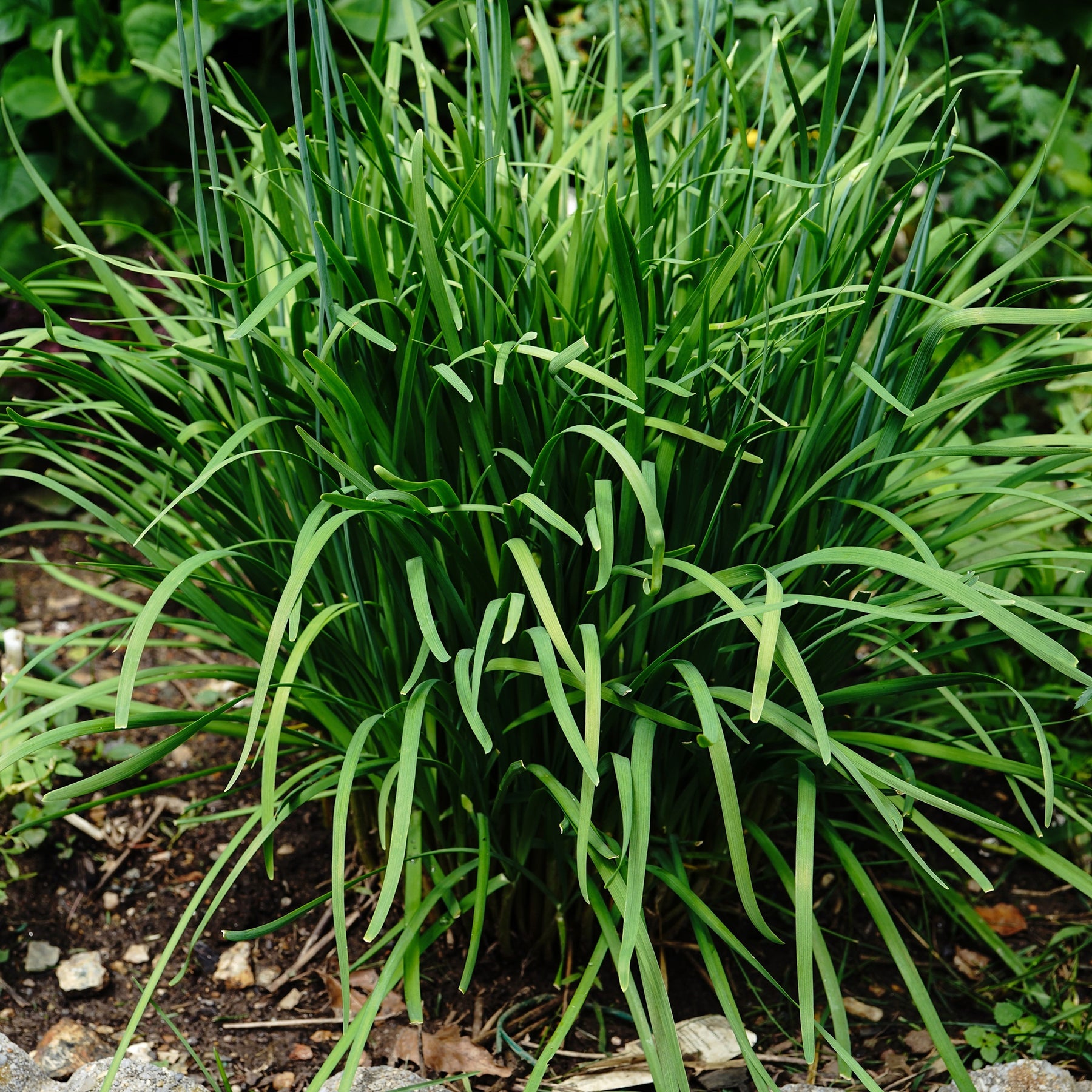 Ciboule de Chine  - Ciboulette Ail Bio