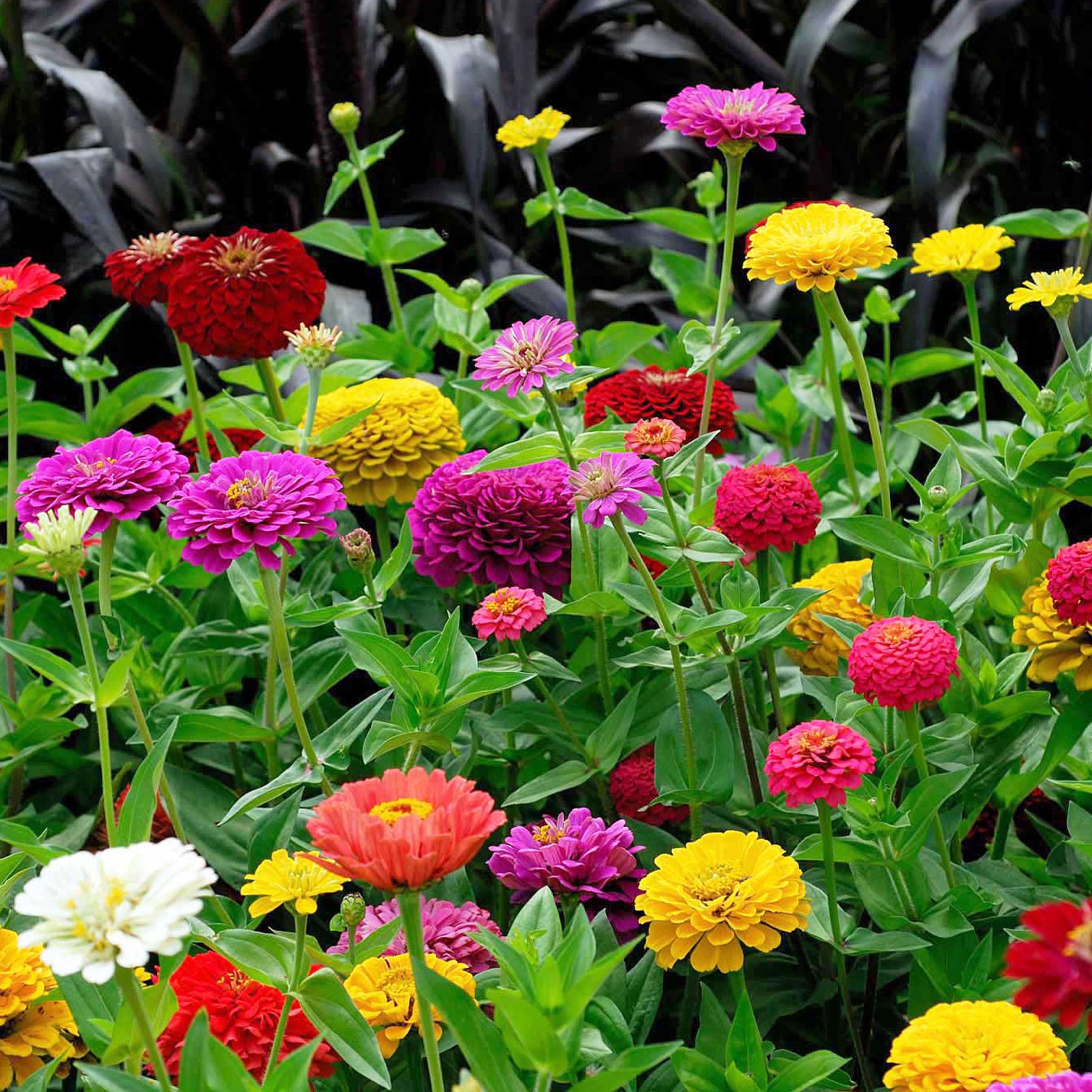 Zinnia elegans - Zinnias à fleurs de dahlia en mélange - Zinnia