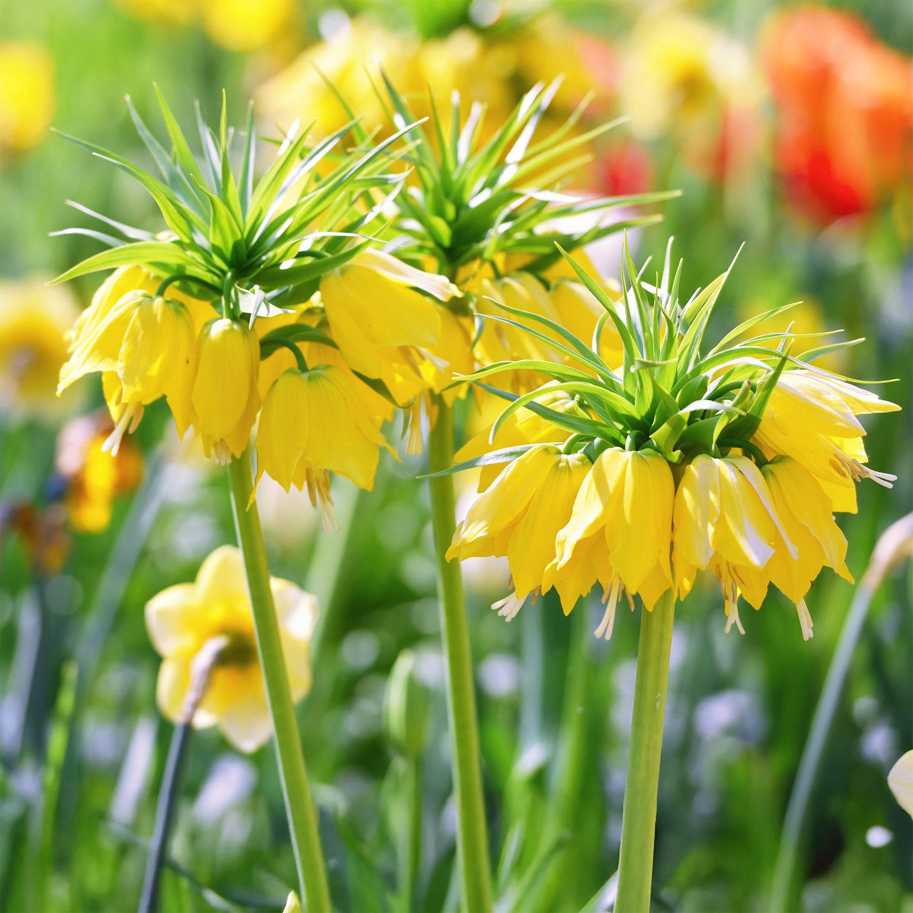 Vente Couronne impériale jaune - Fritillaria imperialis