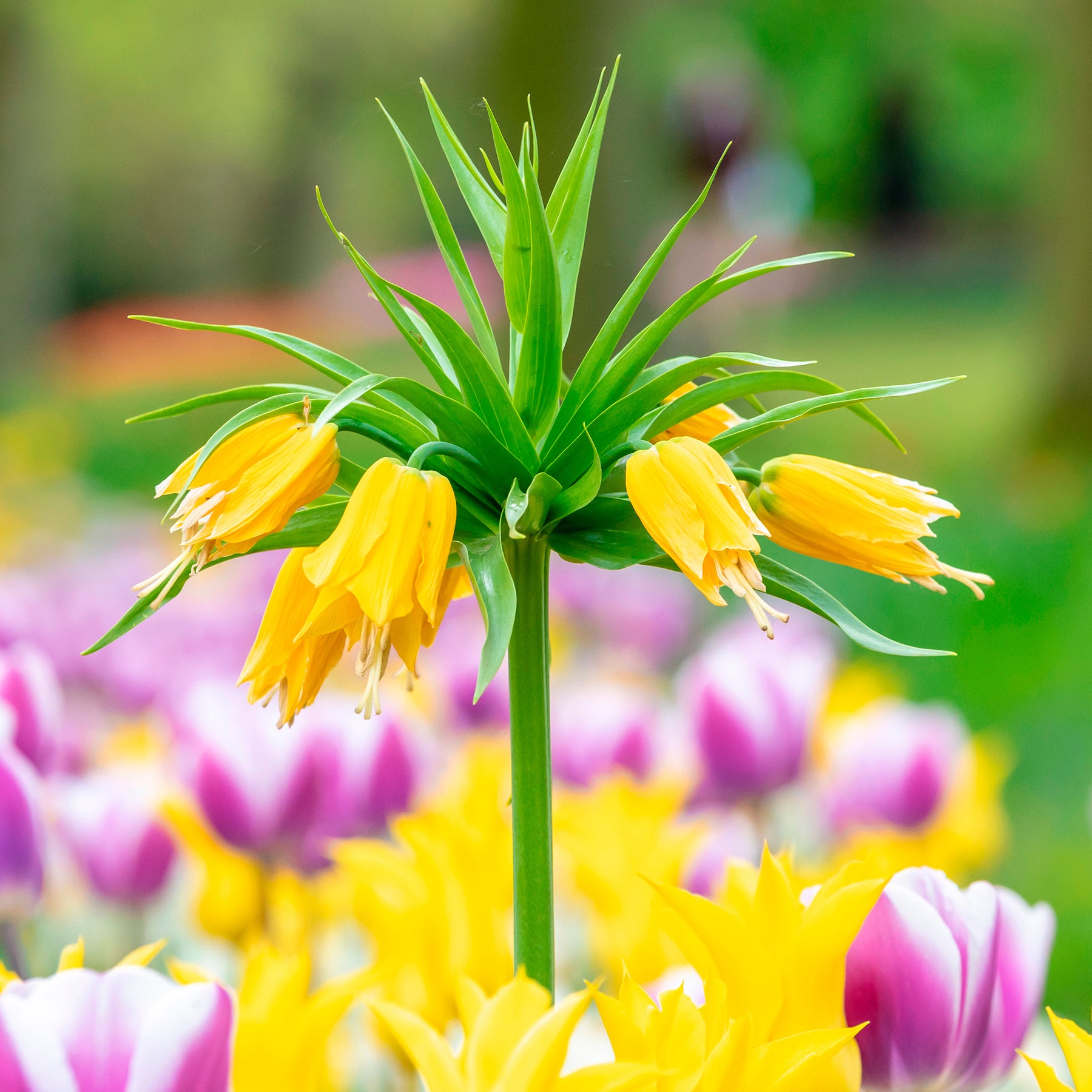 Couronne impériale - Couronne impériale jaune - Fritillaria imperialis