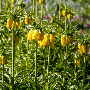 Couronne impériale jaune - Fritillaria imperialis - Willemse