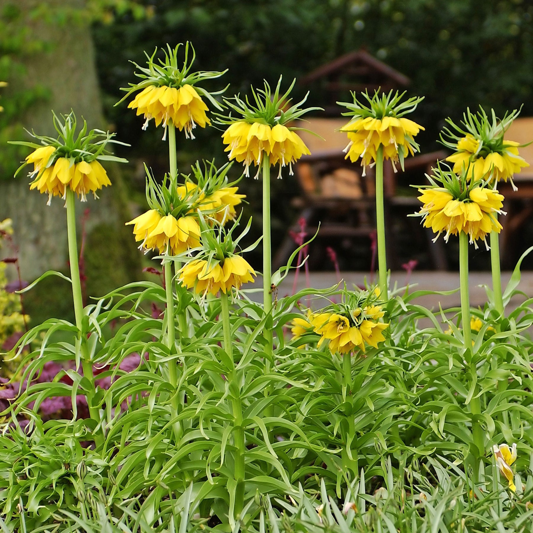 Fritillaria imperialis - Couronne impériale jaune - Couronne impériale