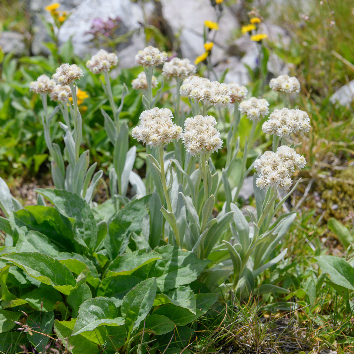Bouton d'argent des Alpes - Willemse