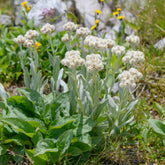 Bouton d'argent des Alpes - Willemse