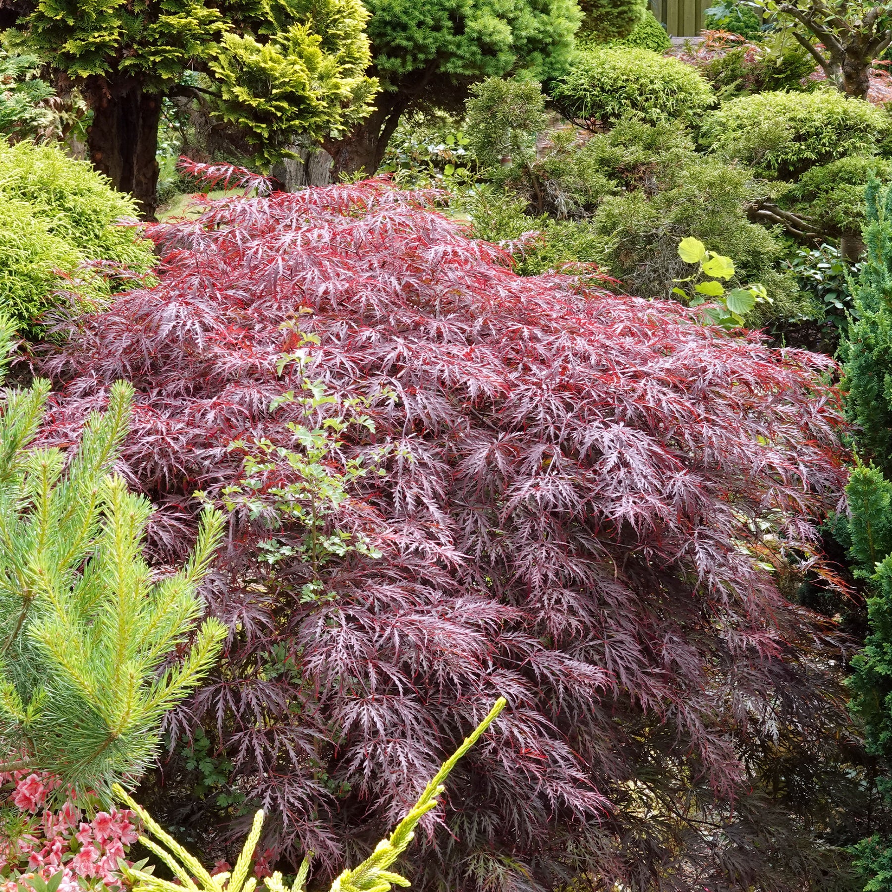Erable du Japon Garnet - Acer palmatum dissectum Garnet - Willemse