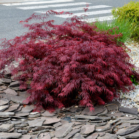 Vente Erable du Japon Garnet - Acer palmatum dissectum Garnet