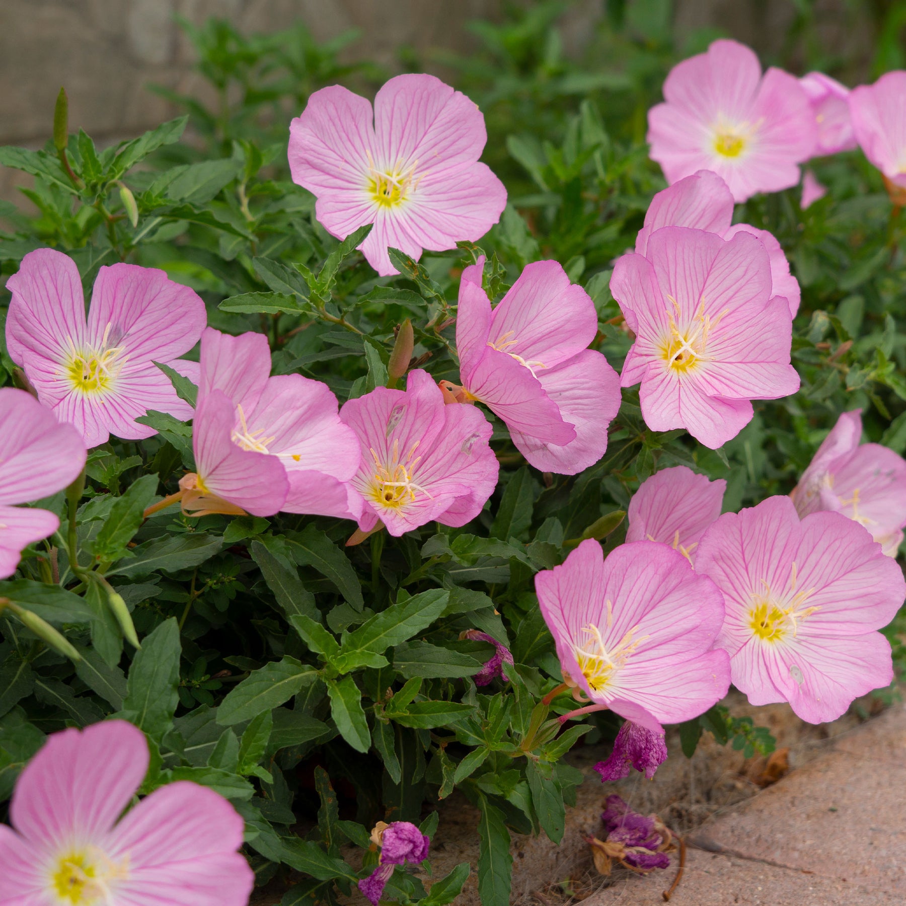 Vente 2 Oenothères roses Siskiyou Pink - Oenothera speciosa Siskiyou Pink