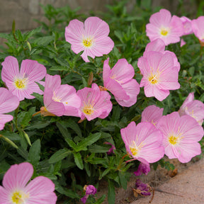 Vente 2 Oenothères roses Siskiyou Pink - Oenothera speciosa Siskiyou Pink