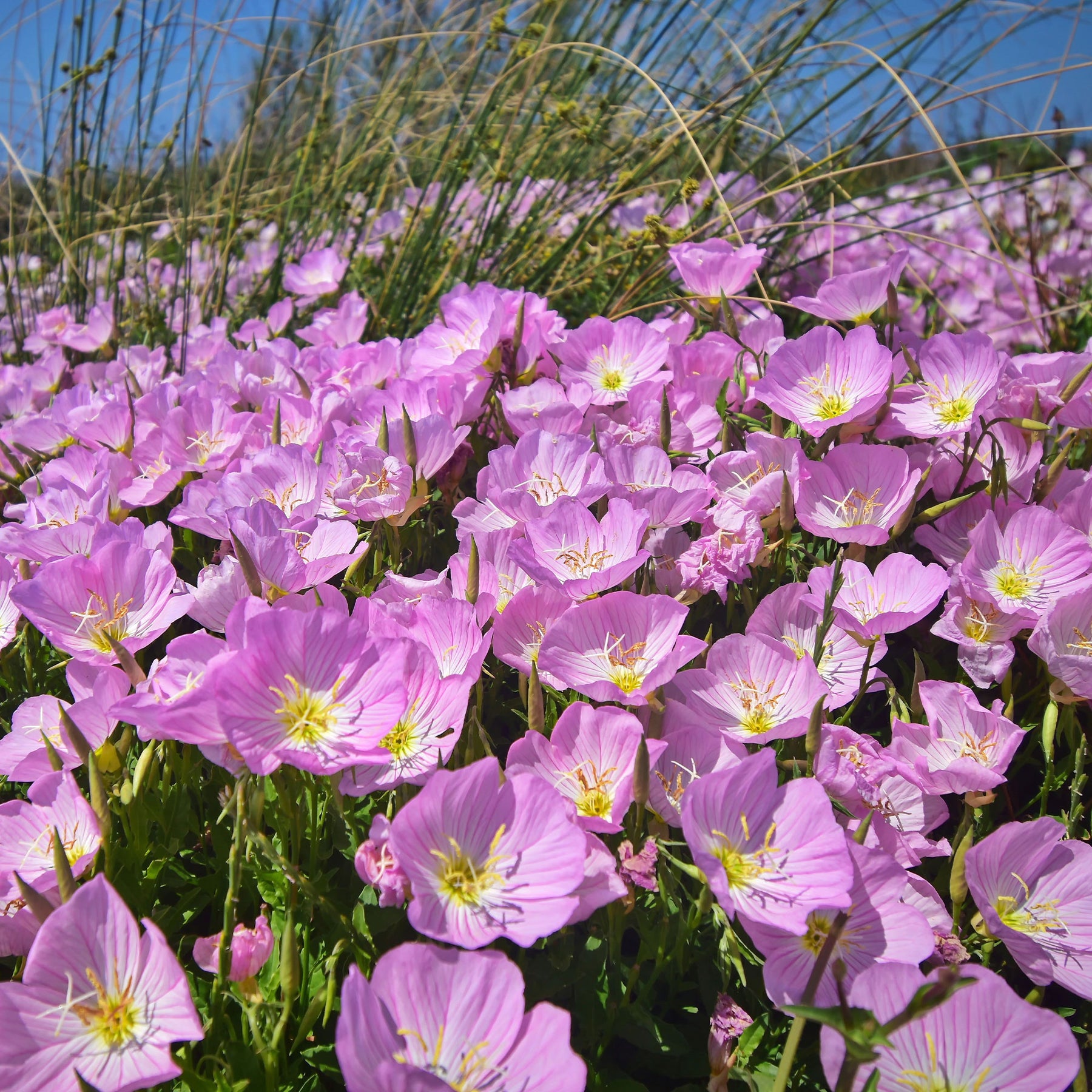 Oenothera speciosa Siskiyou Pink - 2 Oenothères roses Siskiyou Pink - Oenanthe - Œnothère