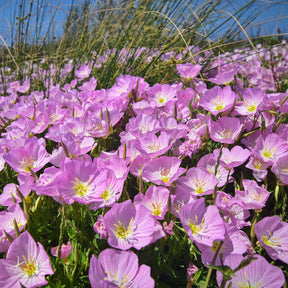 Oenothera speciosa Siskiyou Pink - 2 Oenothères roses Siskiyou Pink - Oenanthe - Œnothère